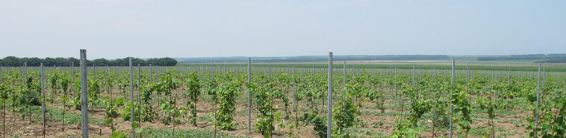 Uzum uchun shpaleral